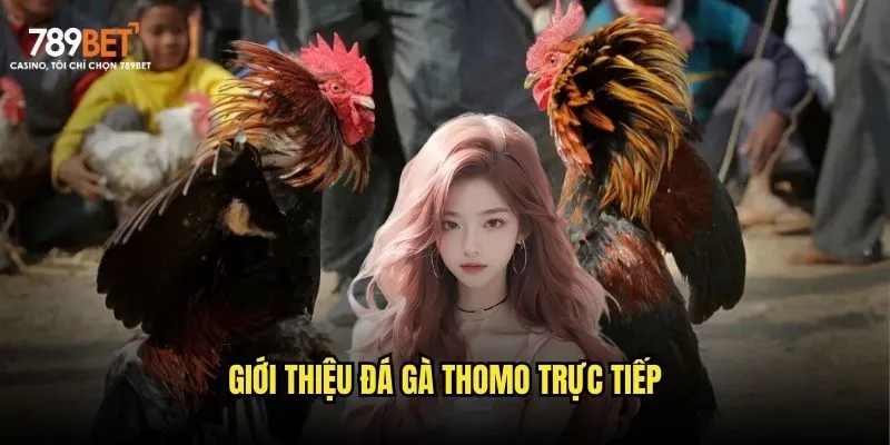 Giới thiệu đá gà Thomo trực tiếp
